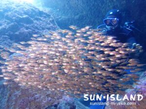 ツインホールに群がるキンメモドキ