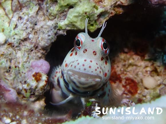 モンツキカエルウオ