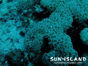 ニセアカホシカクレエビ