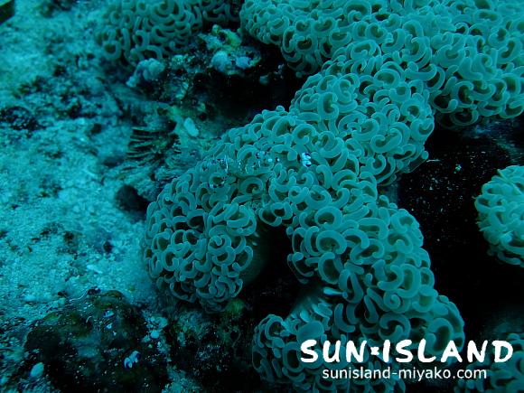 ニセアカホシカクレエビ