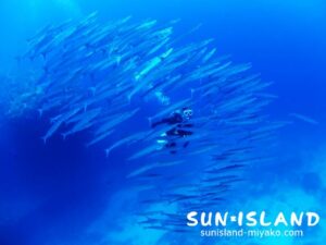 ホソカマスの大群