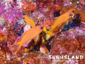 キンギョハナダイ