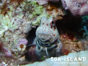 モンツキカエルウオ