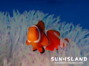 カクレクマノミ