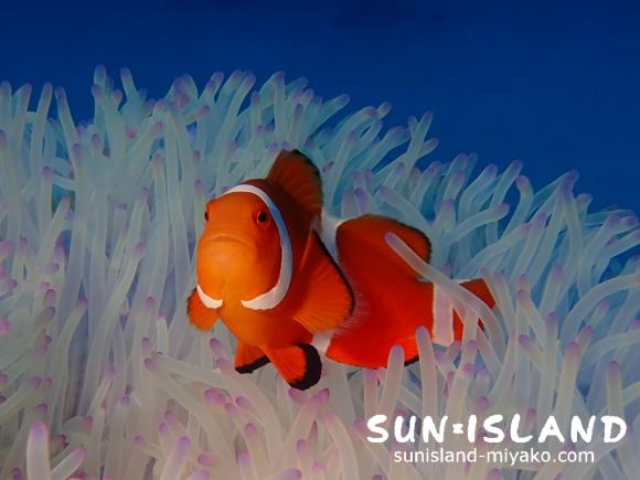 カクレクマノミ