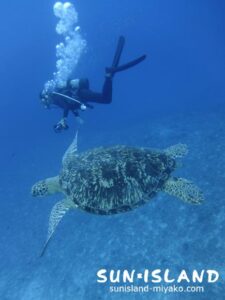 優雅に泳ぐカメ