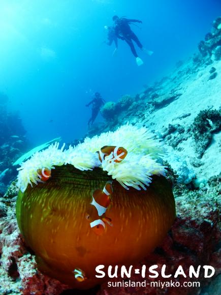 カクレクマノミ