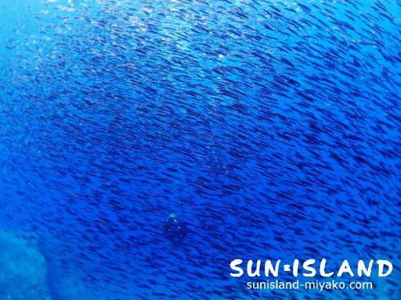 キビナゴの群れ