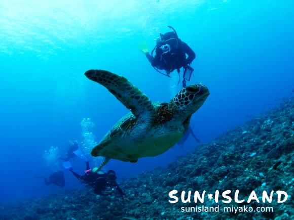 カメを追いかける今日のゲスト