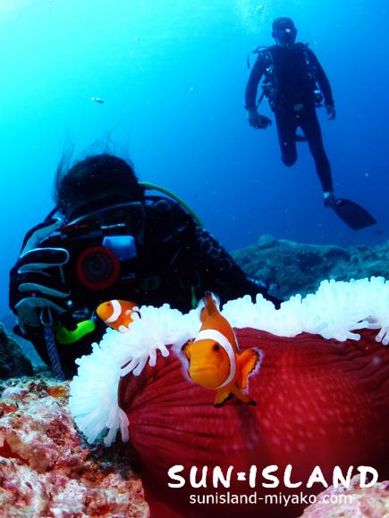 カクレクマノミを撮影するゲストさん