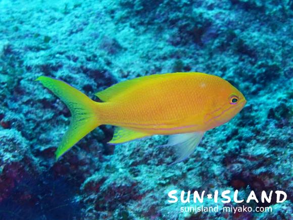 スミレナガハナダイ・メス