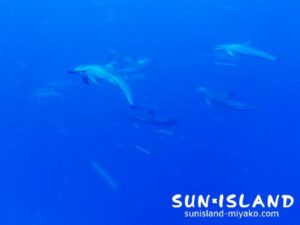 水中でイルカに遭遇