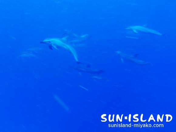 水中でイルカに遭遇