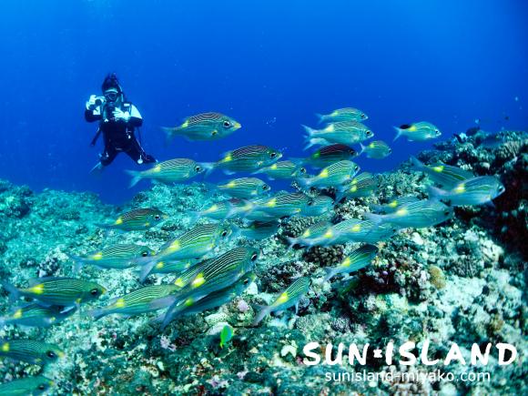ノコギリダイと泳ぐMさん