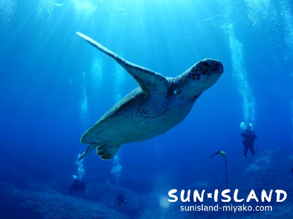 カメと一緒に泳ぐゲスト