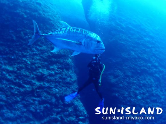 ロウニンアジを間近で見るゲスト