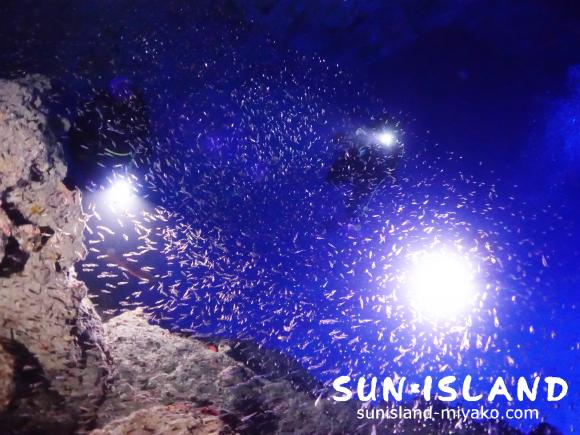 スカシテンジクダイを取り囲むゲスト