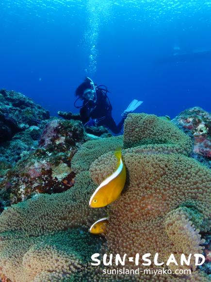 セジロクマノミを見るゲスト