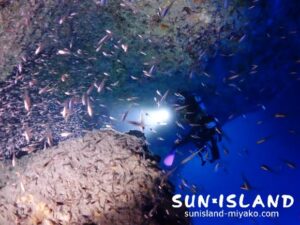 通り池に根付くスカシテンジクダイ