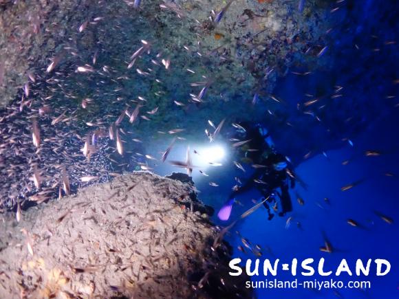 通り池に根付くスカシテンジクダイ