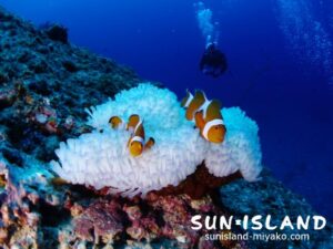 クマノミを見るゲスト