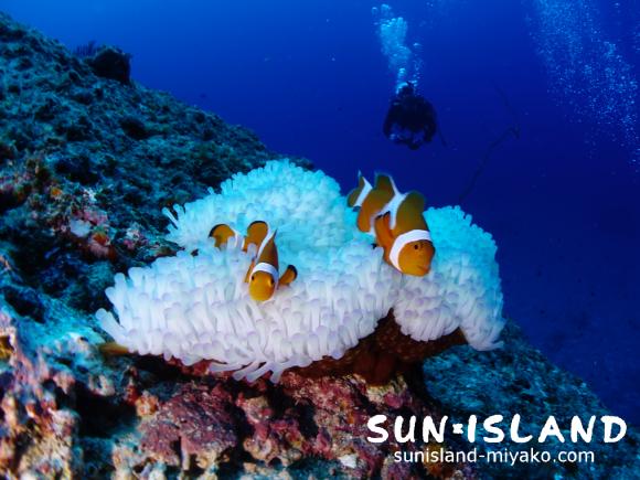 クマノミを見るゲスト