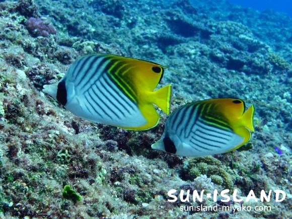 2匹よりそうトゲチョウチョウウオ