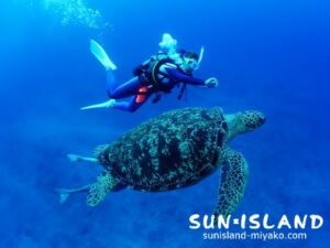 カメと並走するゲストダイバー