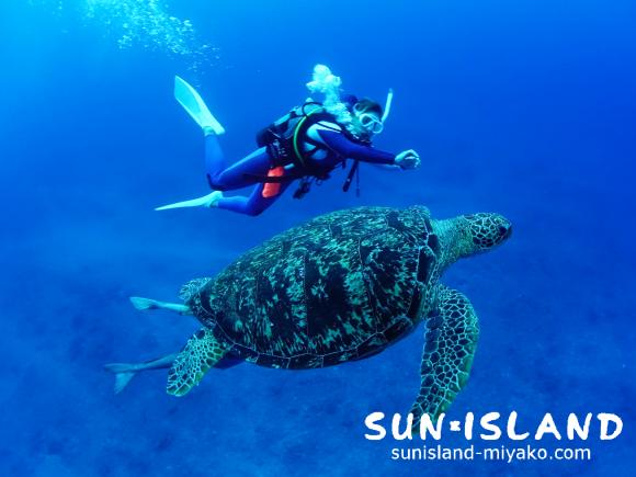 カメと並走するゲストダイバー
