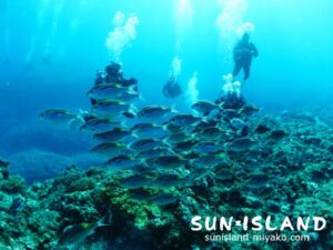 ノコギリダイを写すゲストさんたち