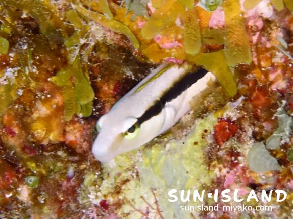 クロスジギンポ