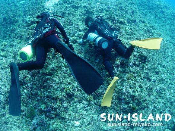 シングルバックマウント