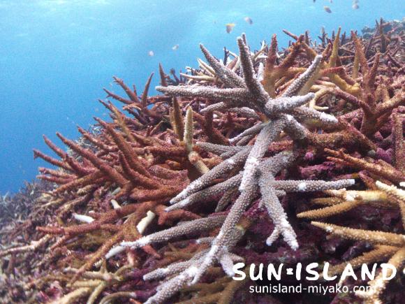 さんご７のガレ場