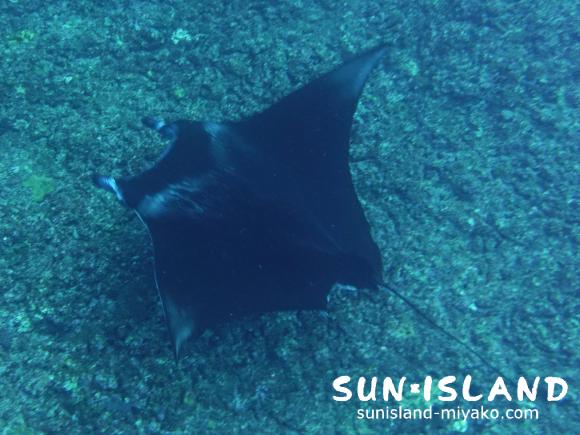 今シーズン初マンタ遭遇