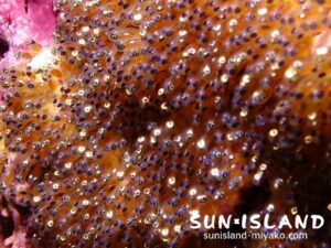 イソギンチャクの岩肌に産み付けられたクマノミの卵