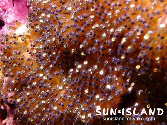 イソギンチャクの岩肌に産み付けられたクマノミの卵