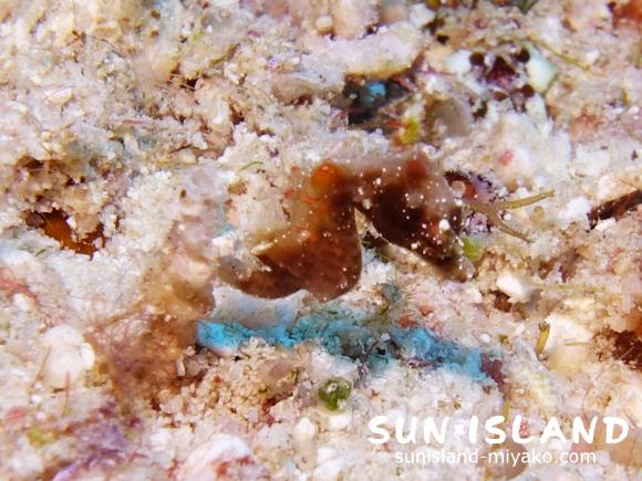 小物探しダイビング