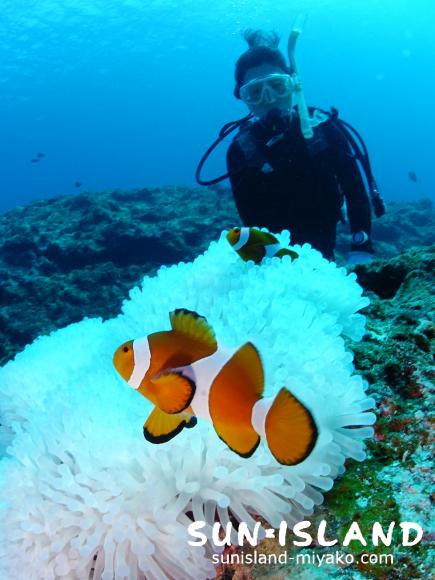 カクレクマノミを見るＨちゃん