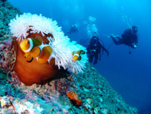 カクレクマノミとダイバー