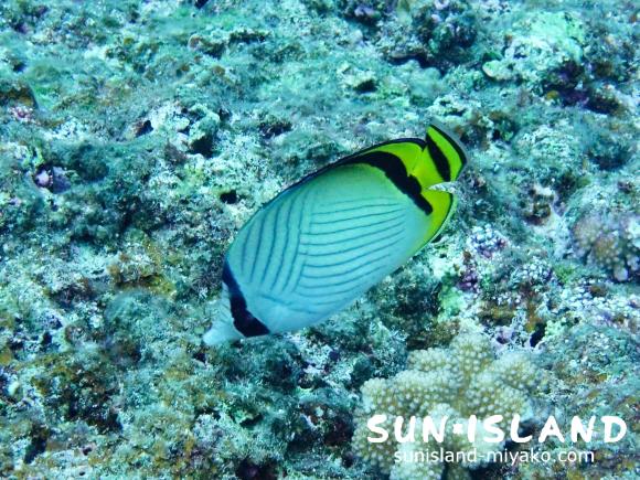 フウライチョウチョウウオ