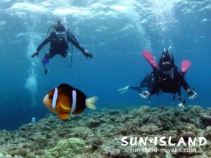 クマノミと一緒に泳ぐゲスト