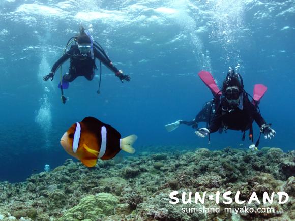クマノミと一緒に泳ぐゲスト