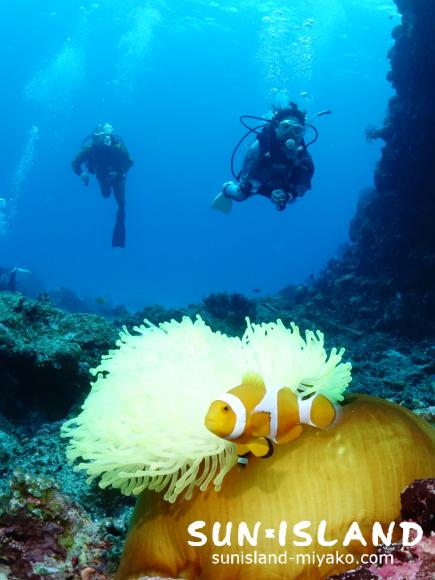 カクレクマノミと泳ぐゲスト