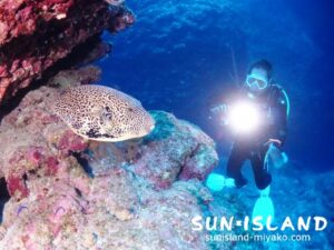 今日のゲストNさんとケショウフグ