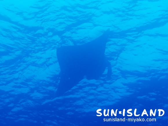 水面を泳ぐマンタ