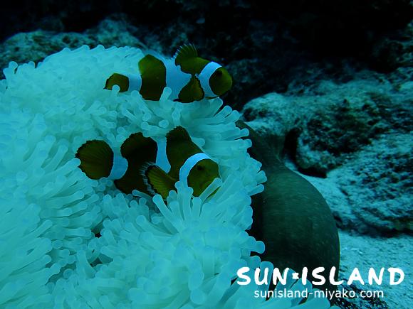 カクレクマノミ