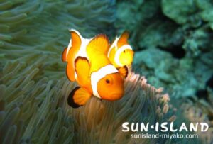 カクレクマノミ