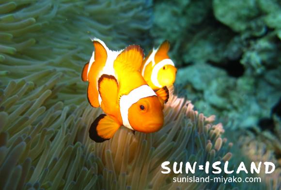 カクレクマノミ