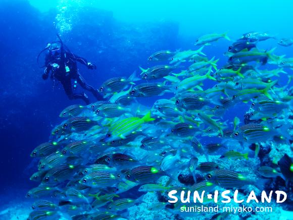 ノコギリダイとゲストさん