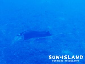 アントニガウディで遭遇したマンタ